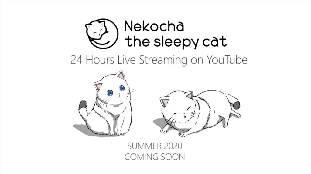 Nekocha the sleepy cat動画画像